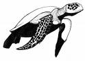 turtle 2-1